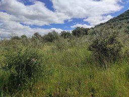 Flora del Cerro Masatrigo